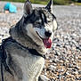 dog, husky, animal, pet, tongue_out, happy, sitting, outdoor, beach, rocks, wet_fur, leash, nature, sunny, closeup, portrait, canine, fur, smiling, daytime