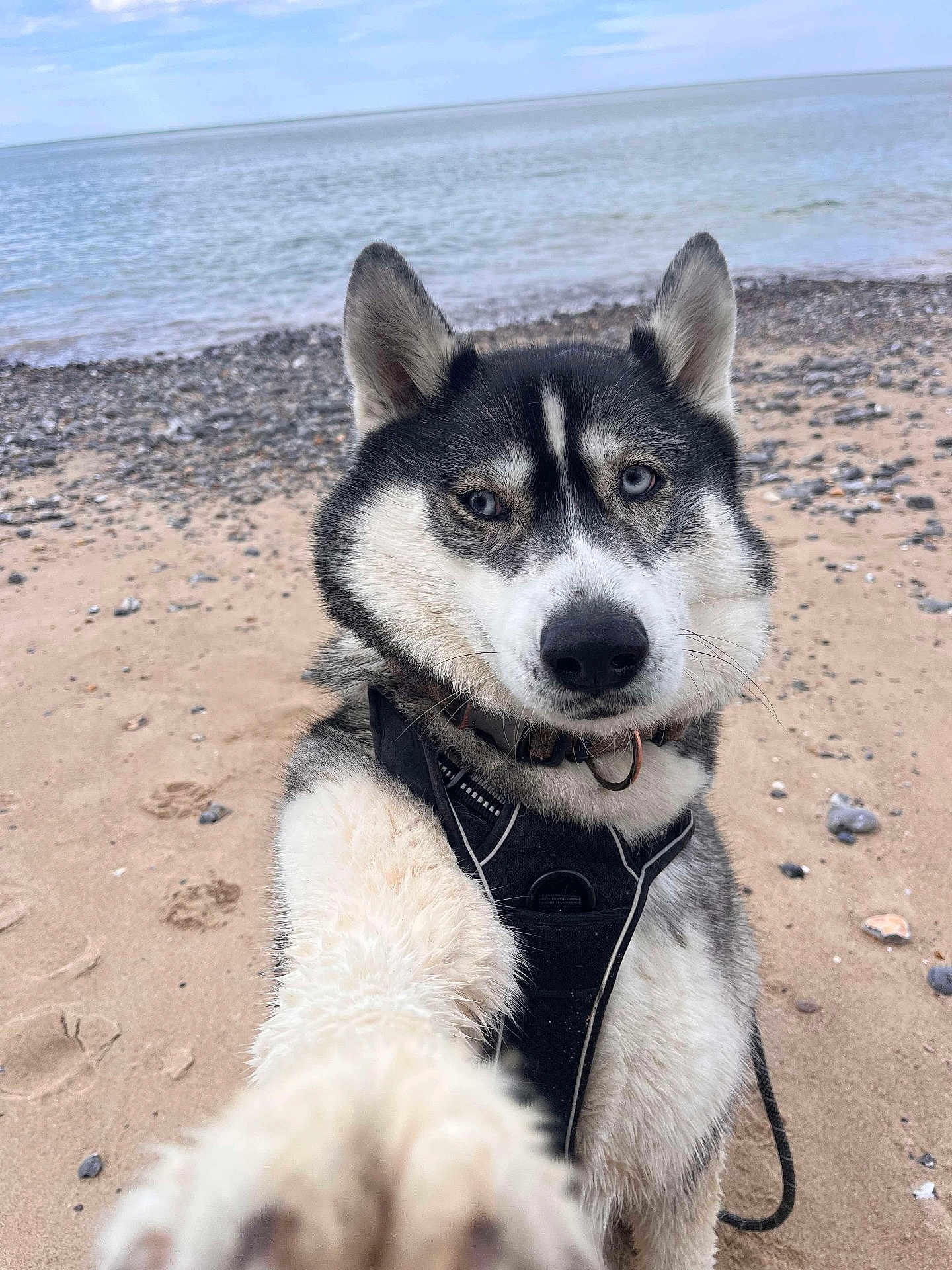 Lina a rejoint le concours — aidez-le/la à gagner de superbes lots ! dog, husky, beach, sand, ocean, water, sky, cloudy, paw, pet, animal, outdoor, nature, leash, collar, fur, portrait, closeup, friendly, canine