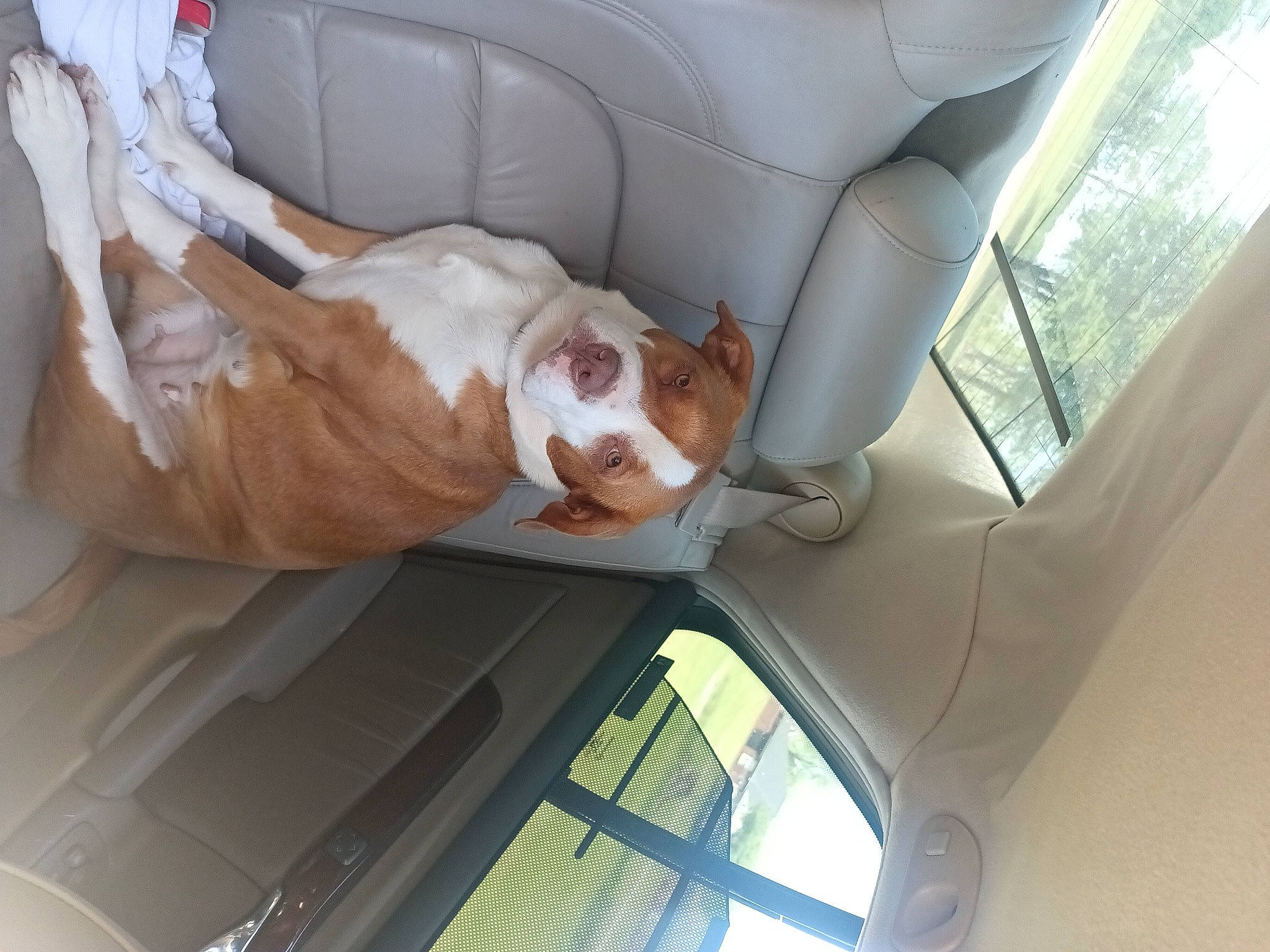 Diamond Grace Hopkins is registered to the contest to win money with this photo: automotive_exterior, automotive_lighting, automotive_mirror, car, car_seat, car_seat_cover, carnivore, comfort, companion_dog, dog, dog_breed, fawn, motor_vehicle, seat_belt, snout, sporting_group, vehicle, vehicle_door, window, windshield