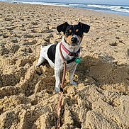 Ralph participe au concours pour gagner de l'argent avec cette photo : animal, beach, canine, collar, curious, daytime, dog, front_view, leash, nature, ocean, outdoor, pet, sand, shore, sky, small_dog, standing, sunlight, waves