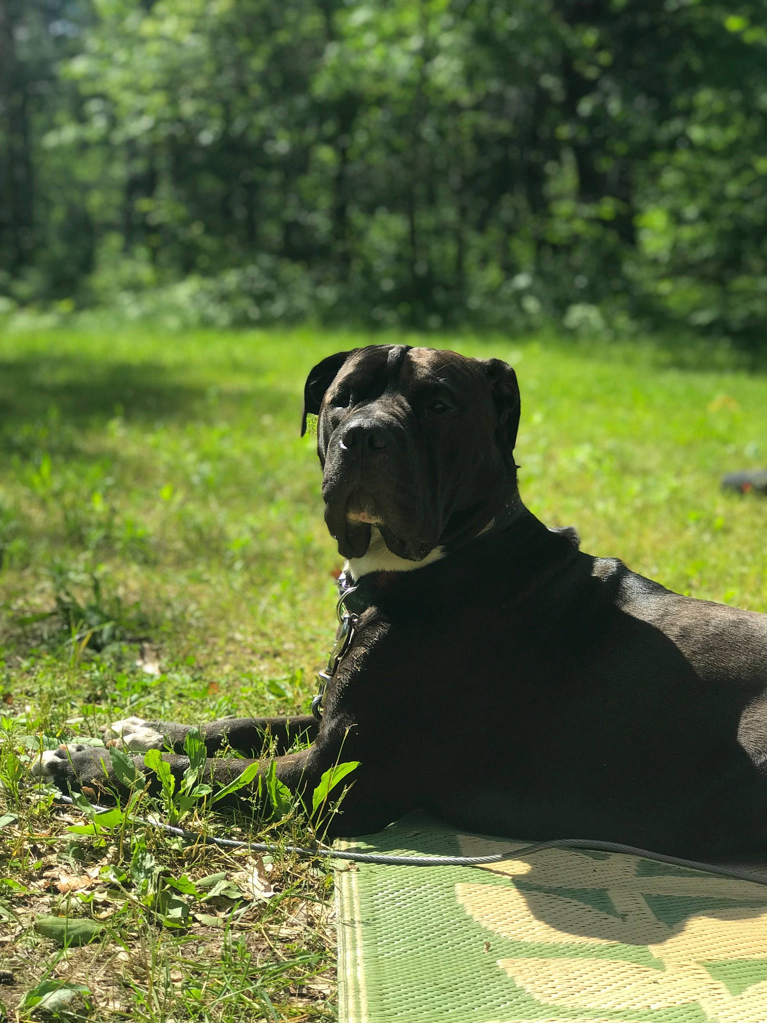 Vader is registered to the contest to win money with this photo: art, canidae, carnivore, companion_dog, dog, dog_breed, dog_collar, fawn, grass, grassland, groundcover, lawn, plant, sculpture, shrub, snout, sporting_group, tail, tree, working_animal