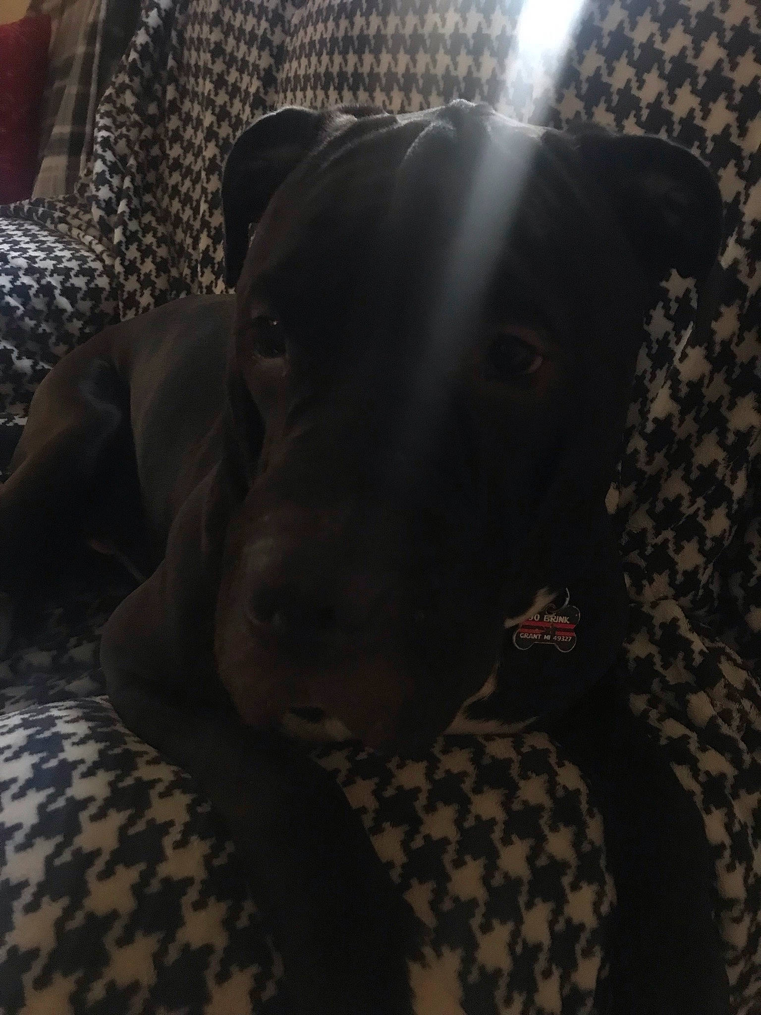 Vader joined the competition — help win amazing prizes! black, canidae, carnivore, comfort, companion_dog, couch, darkness, dog, dog_breed, ear, fur, grey, guard_dog, linens, non_sporting_group, pattern, snout, sporting_group, whiskers, working_animal