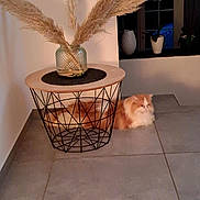 Snap participe au concours pour gagner de l'argent avec cette photo : animal, basket, canine, cat, dog, dogbed, furniture, hardwood, indoors, interiordesign, jar, kitten, pet, plant, planter, pottedplant, pottery, table, vase, wood