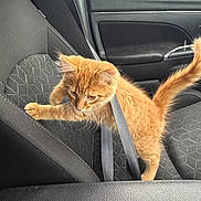 Chester joined the competition — help win amazing prizes! kitten, cat, ginger_kitten, orange_cat, seatbelt, car_seat, car_interior, car_door, window_with_raindrops, paw, tail, fur, curious, pet, animal, travel, seat, dashboard, road_trip, young_animal