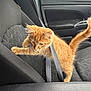 kitten, cat, ginger_kitten, orange_cat, seatbelt, car_seat, car_interior, car_door, window_with_raindrops, paw, tail, fur, curious, pet, animal, travel, seat, dashboard, road_trip, young_animal