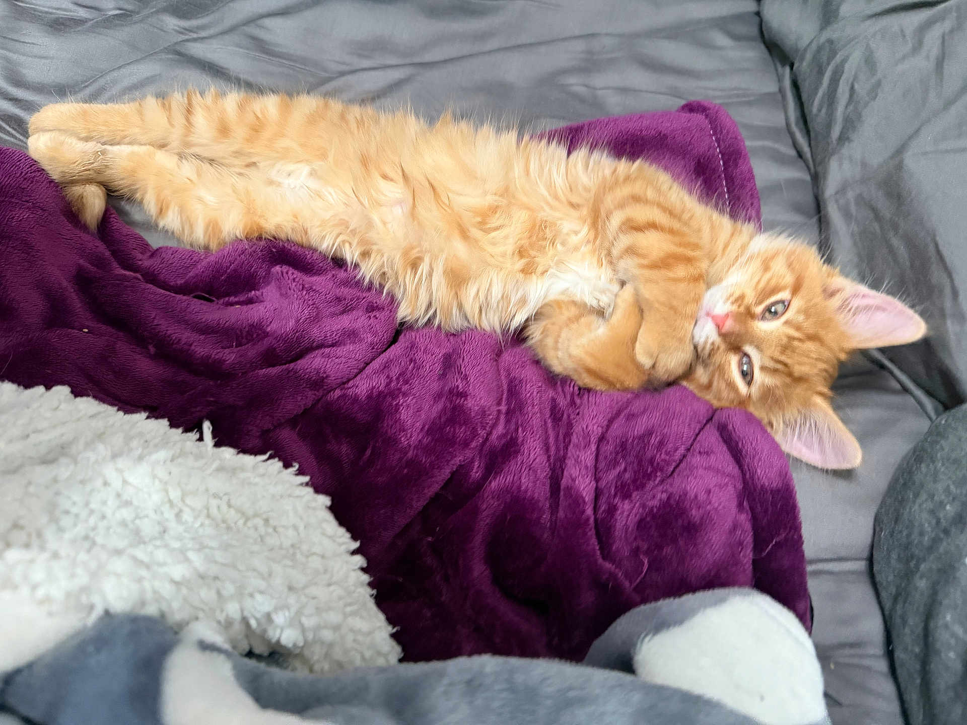 Chester is registered to the contest to win money with this photo: cat, kitten, orange_tabby, ginger_cat, fur, purple_blanket, blanket, bed, cozy, paws, whiskers, ears, portrait, close_up, indoor, pet, domestic_animal, relaxed, nap, sofa