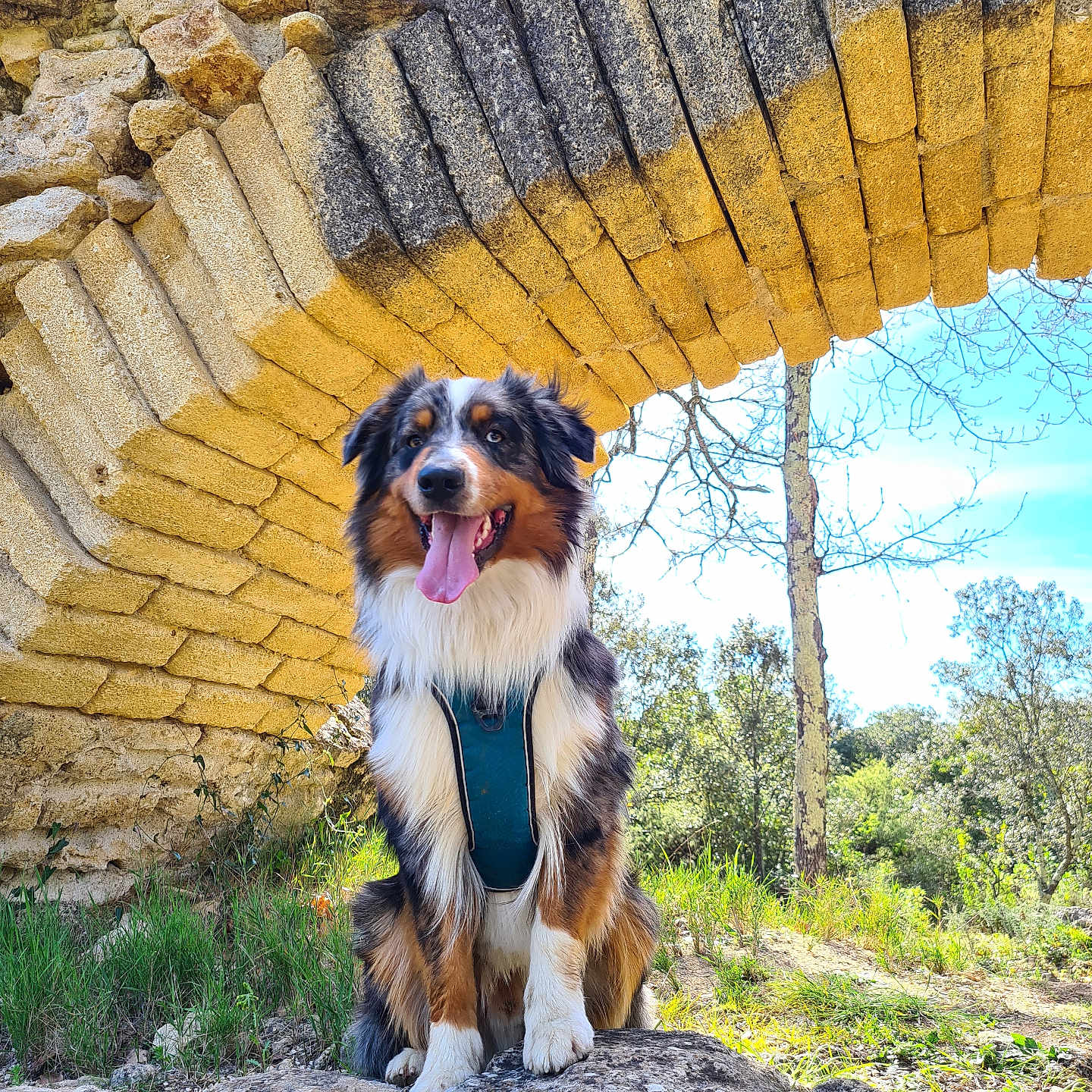 Usko a rejoint le concours — aidez-le/la à gagner de superbes lots ! animal, canine, daylight, dog, fur, grass, happy, landscape, leisure, nature, outdoor, pet, rock, scenic, sitting, sky, stone_arch, sunlight, tongue_out, tree
