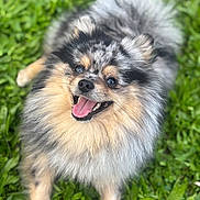 Ace a rejoint le concours — aidez-le/la à gagner de superbes lots ! dog, pomeranian, merle_coat, fluffy, happy, smiling, tongue_out, pet, animal, grass, outdoor, nature, greenery, cute, small_dog, fur, lying_down, playful, canine, portrait