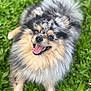 dog, pomeranian, merle_coat, fluffy, happy, smiling, tongue_out, pet, animal, grass, outdoor, nature, greenery, cute, small_dog, fur, lying_down, playful, canine, portrait