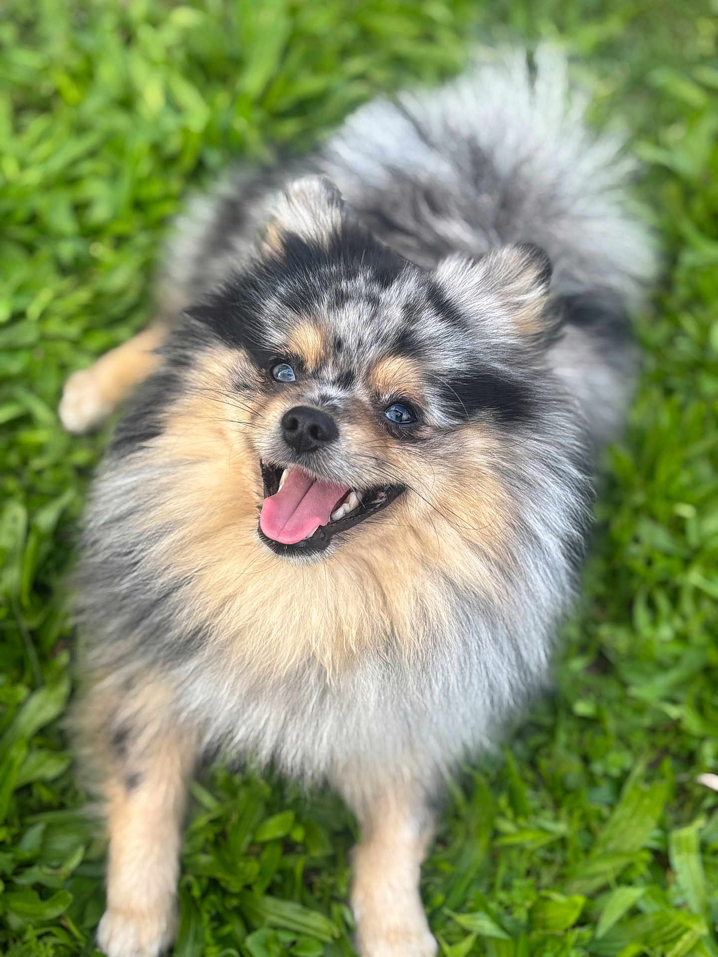 Ace a rejoint le concours — aidez-le/la à gagner de superbes lots ! dog, pomeranian, merle_coat, fluffy, happy, smiling, tongue_out, pet, animal, grass, outdoor, nature, greenery, cute, small_dog, fur, lying_down, playful, canine, portrait