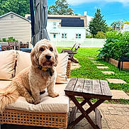 Bowie joined the competition — help win amazing prizes! dog, outdoor, sofa, cushion, table, garden, grass, fence, sky, house, tree, backyard, pet, wooden, plant, greenery, relaxing, sunny, collar, canine