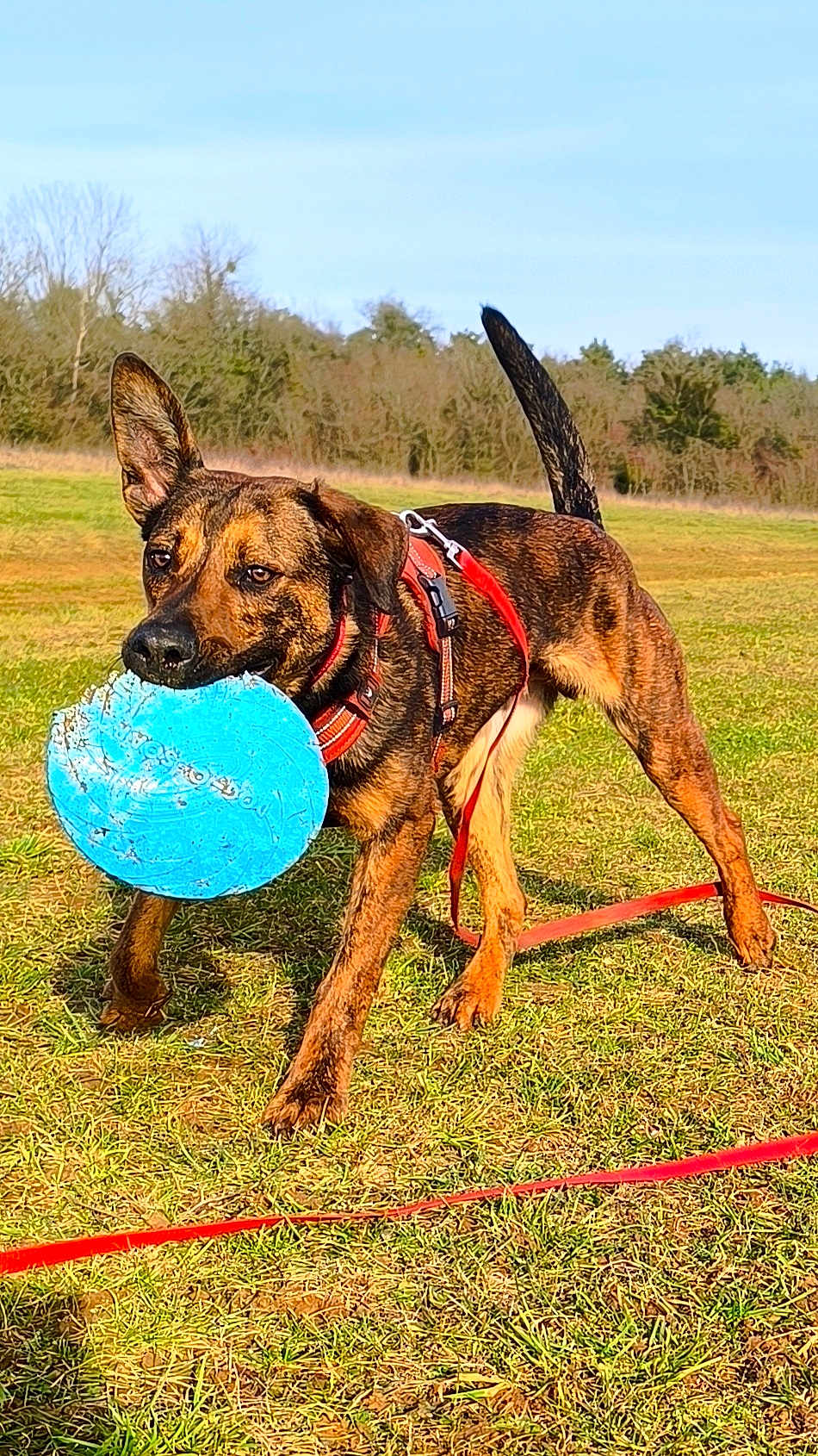 Flash a rejoint le concours — aidez-le/la à gagner de superbes lots ! dog, frisbee, play, grass, field, outdoor, pet, canine, harness, leash, brown, black, ear, tail, sunlight, daytime, nature, active, fetch, animal