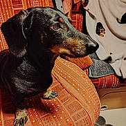 Mambo participe au concours pour gagner de l'argent avec cette photo : dog, dachshund, pet, indoor, chair, orange, patterned, blanket, cozy, fur, animal, canine, sitting, side_view, domestic, paw, snout, ears, fur_texture, home