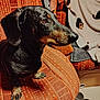 dog, dachshund, pet, indoor, chair, orange, patterned, blanket, cozy, fur, animal, canine, sitting, side_view, domestic, paw, snout, ears, fur_texture, home