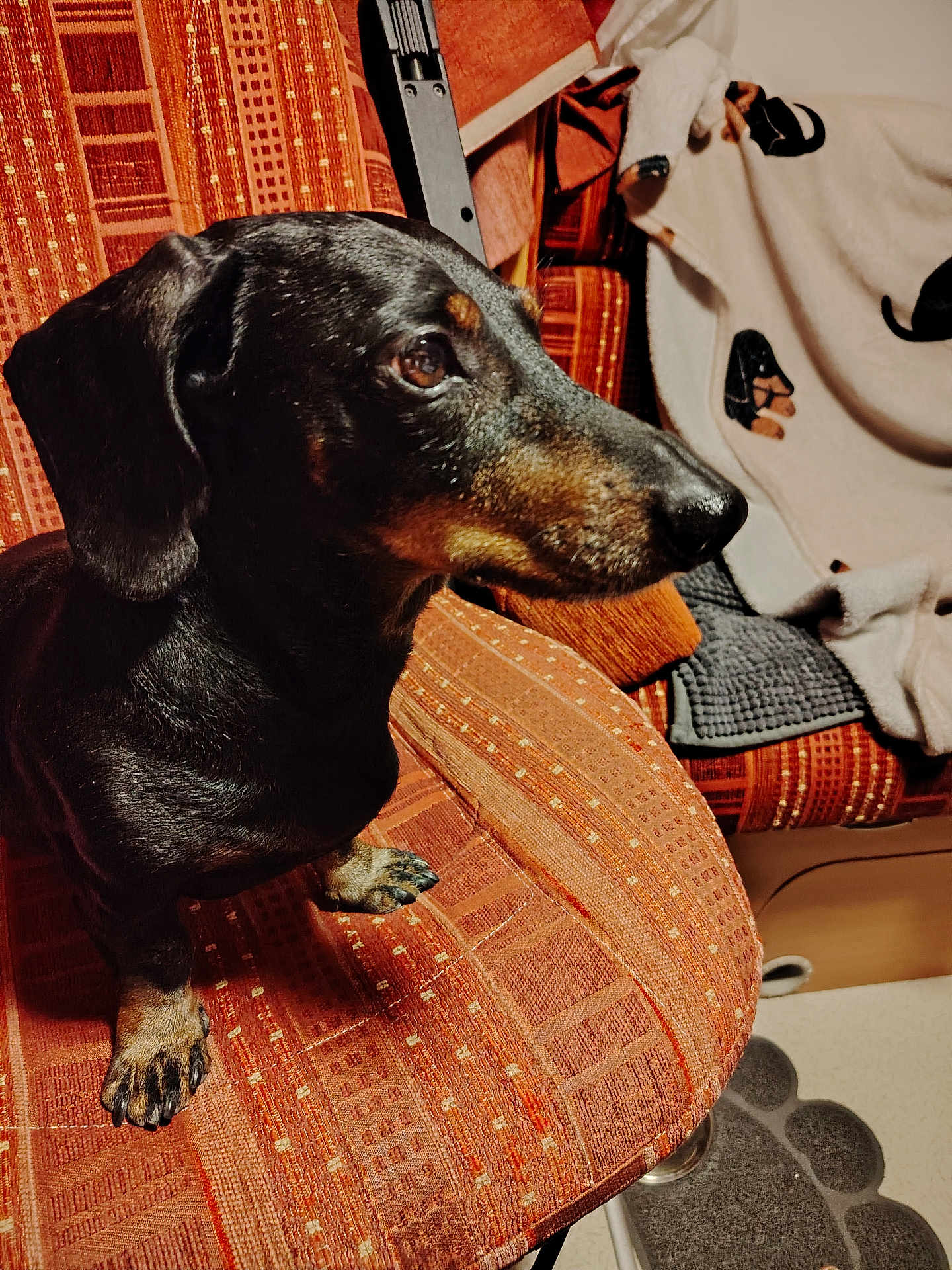 Mambo participe au concours pour gagner de l'argent avec cette photo : dog, dachshund, pet, indoor, chair, orange, patterned, blanket, cozy, fur, animal, canine, sitting, side_view, domestic, paw, snout, ears, fur_texture, home