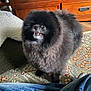 Remus is registered to the contest to win money with this photo: dog, pomeranian, black_dog, fluffy, pet, indoor, carpet, furniture, jeans, dog_bed, canine, cute, small_dog, animal, companion, home, domestic, portrait, standing, teeth