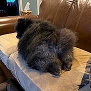 Remus is registered to the contest to win money with this photo: dog, fluffy, black, couch, living_room, pet, furniture, indoor, cozy, fur, curled_up, resting, home, canine, paw, blanket, soft, relaxed, animal, companion