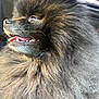 Remus is registered to the contest to win money with this photo: dog, pomeranian, fluffy, pet, animal, car, tongue, happy, fur, closeup, mouth, nose, indoor, canine, smiling, side_view, cute, companion, portrait, domestic