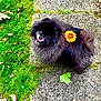 dog, black_dog, fluffy, flower, yellow_flower, grass, stone_path, leaf, outdoor, pet, cute, happy, smiling, nature, small_dog, animal, fur, looking_up, garden, playful