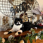 Tuxedo joined the competition — help win amazing prizes! black_and_white, candles, cat, cozy, decor, feathers, figurines, flowers, gather_sign, greenery, home_decor, indoor, lounging, ornaments, pet, relaxed, tabletop, vase, wooden_surface, world_map
