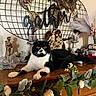 black_and_white, candles, cat, cozy, decor, feathers, figurines, flowers, gather_sign, greenery, home_decor, indoor, lounging, ornaments, pet, relaxed, tabletop, vase, wooden_surface, world_map