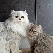 Utaho Et Zaika participe au concours pour gagner de l'argent avec cette photo : angora, animal, canine, cat, dog, face, hardwood, head, indoors, kitten, manx, person, pet, photography, portrait, siamese, wood