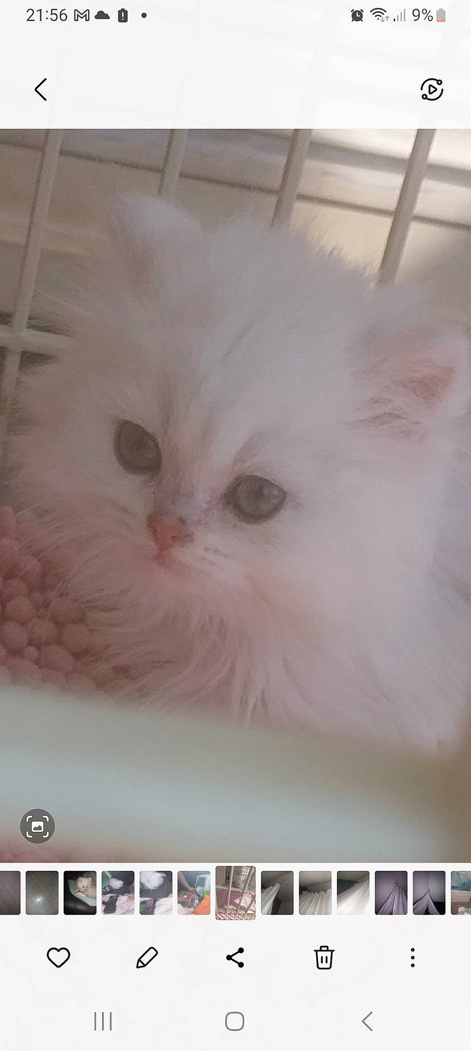 Utaho participe au concours pour gagner de l'argent avec cette photo : carnivore, cat, felidae, font, fur, internet_meme, paw, photo_caption, photography, rectangle, screenshot, small_to_medium_sized_cats, snout, whiskers