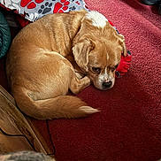 Cooper is registered to the contest to win money with this photo: dog, pet, indoor, carpet, blanket, paw_print, brown, white, fur, curled_up, floor, wood, slipper, cozy, resting, animal, cute, small_dog, companion, home