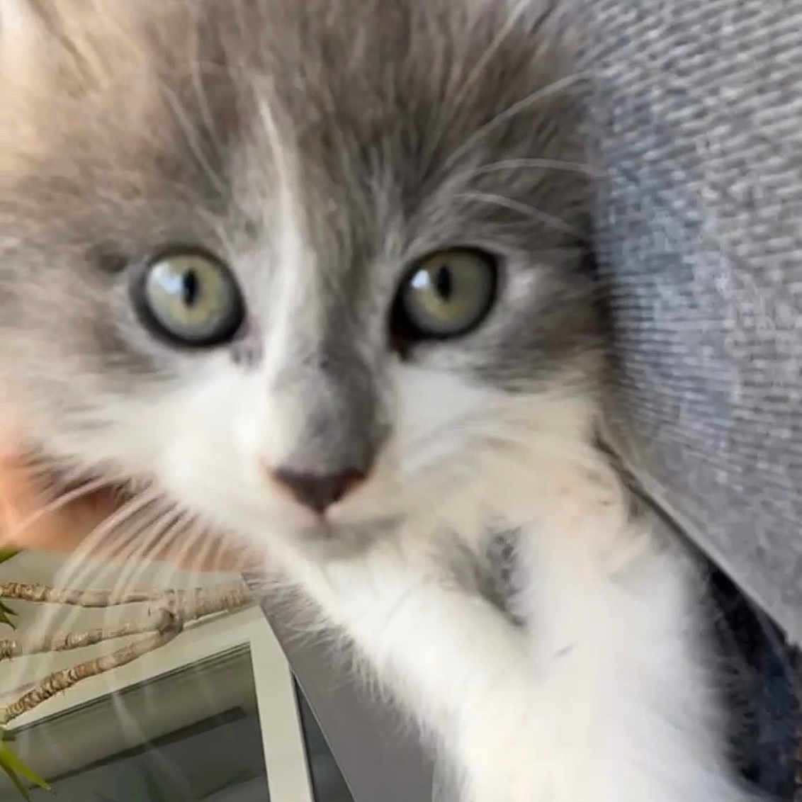 Hachi a rejoint le concours — aidez-le/la à gagner de superbes lots ! abyssinian, angora, animal, blanket, cat, egyptiancat, gray, kitten, manx, pet