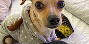 Twinky is registered to the contest to win money with this photo: dog, pet, hoodie, clothing, bed, blanket, pillow, indoor, small_dog, curious, cute, animal, mammal, resting, looking, ears, face, fur, cozy, domestic_animal