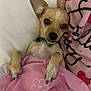 Twinky joined the competition — help win amazing prizes! dog, chihuahua, blanket, pink, pet, cute, lying_down, indoor, cozy, small_dog, fur, ears, eyes, paws, collar, resting, animal, bed, comfort, portrait