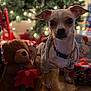 Twinky is registered to the contest to win money with this photo: dog, small_dog, christmas_tree, christmas_presents, plush_toy, teddy_bear, poinsettia, holiday_decor, festive, wooden_floor, collar, pet_clothing, pinecones, indoors, blurred_background, decorations, gifts, holiday_season, cute, pet
