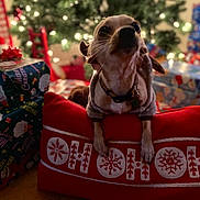 Twinky joined the competition — help win amazing prizes! dog, holiday, christmas, pillow, wrapped_presents, christmas_tree, lights, festive, sweater, pet, indoor, decorations, red, blurred_background, wooden_floor, cute, small_dog, holiday_season, celebration, warm_lighting