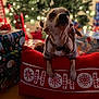 dog, holiday, christmas, pillow, wrapped_presents, christmas_tree, lights, festive, sweater, pet, indoor, decorations, red, blurred_background, wooden_floor, cute, small_dog, holiday_season, celebration, warm_lighting