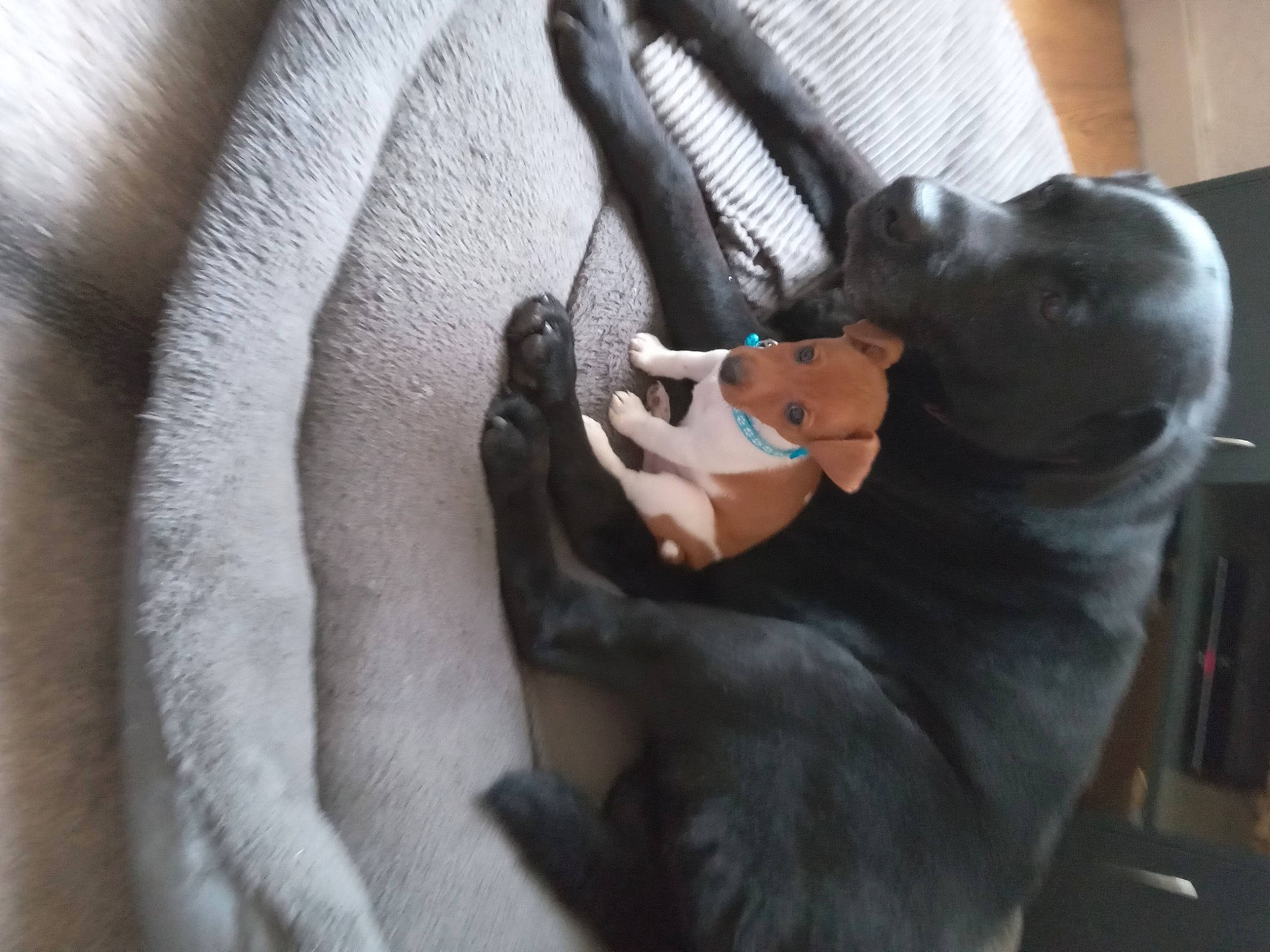 Zak And Milo is registered to the contest to win money with this photo: canidae, carnivore, comfort, companion_dog, couch, dog, dog_breed, ear, fawn, felidae, fur, gesture, grey, nail, paw, small_to_medium_sized_cats, snout, sporting_group, tail, whiskers