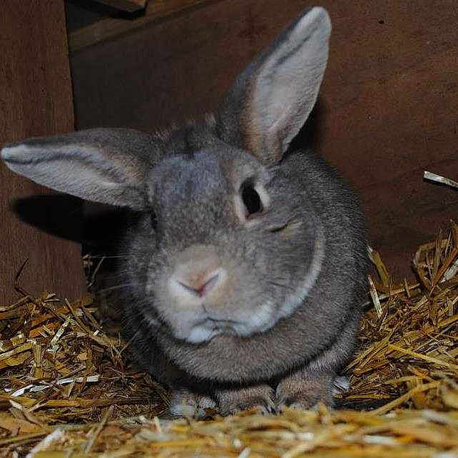 Thumper