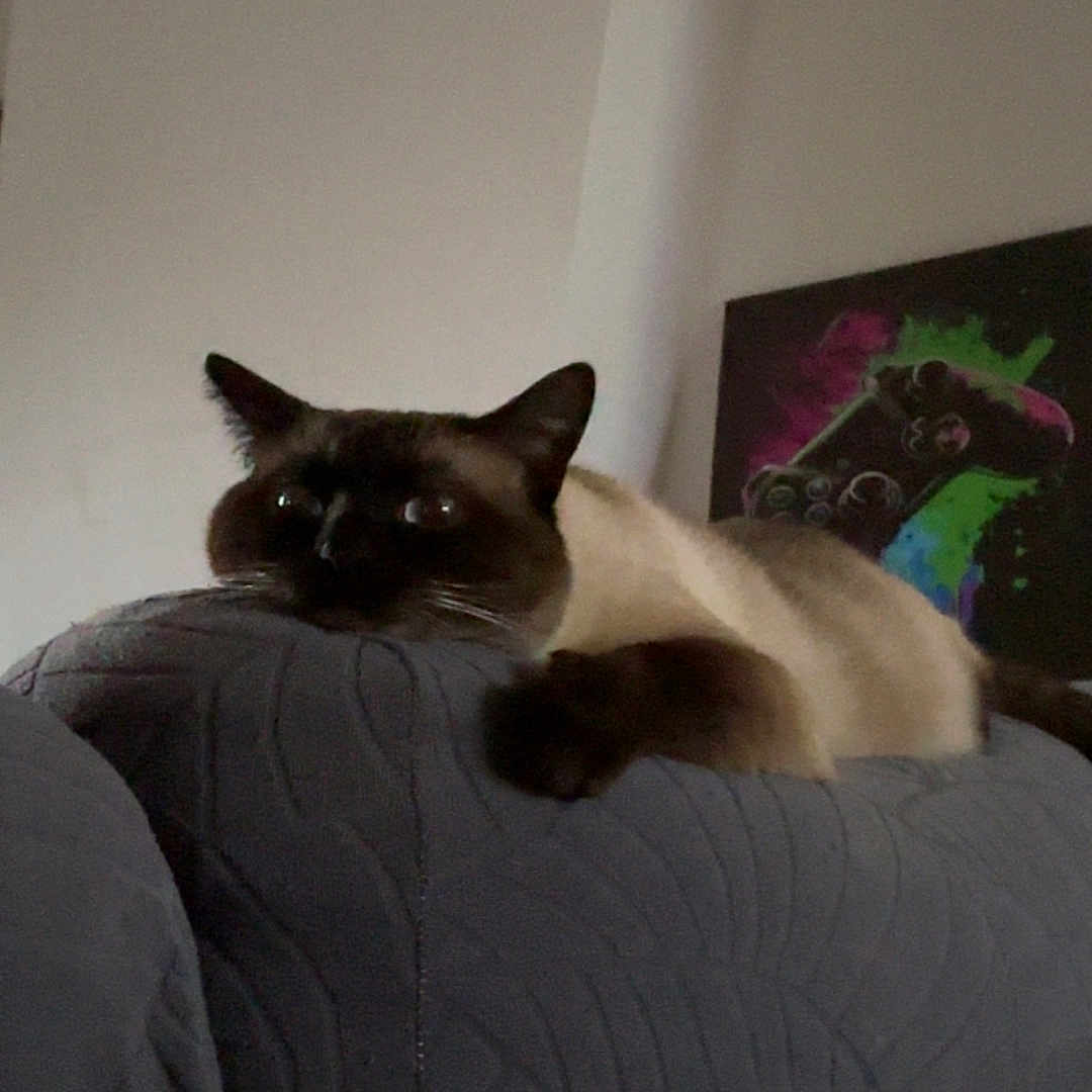 Luffy a rejoint le concours — aidez-le/la à gagner de superbes lots ! cat, siamese_cat, pet, animal, feline, lying_down, bed, blanket, quilt, bedroom, indoors, dark_paws, cream_fur, pointed_ears, blue_eyes, portrait, relaxed, camera_gaze, wall_art, home