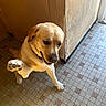 animal, canine, collar, cozy, dog, domestic, door, friendly, indoor, labrador_retriever, light, paw, pet, raised_paw, shadow, sitting, smiling, tile_floor, wall, yellow_fur