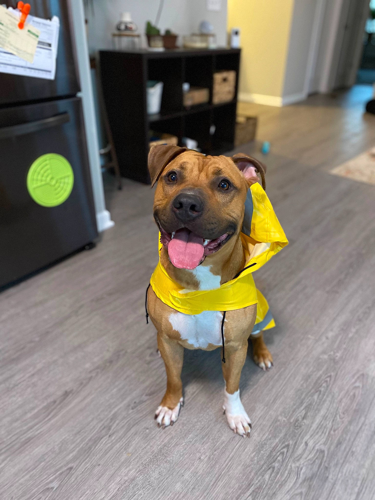 Gator joined the competition — help win amazing prizes! cabinetry, carnivore, collar, companion_dog, dog, dog_breed, dog_clothes, dog_collar, dog_supply, drawer, fawn, floor, flooring, hardwood, personal_protective_equipment, pet_supply, refrigerator, snout, wood, working_animal