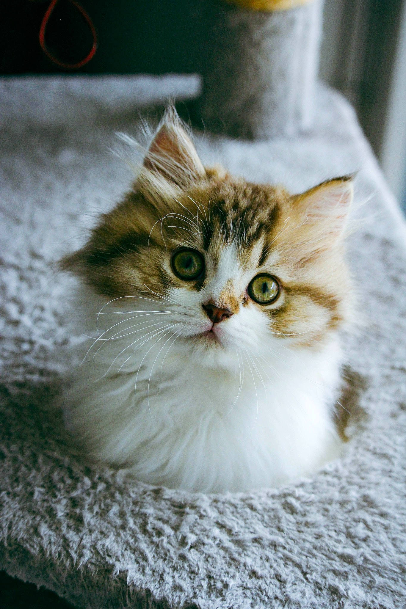 Slash participe au concours pour gagner de l'argent avec cette photo : carnivore, cat, claw, domestic_short_haired_cat, fawn, felidae, fur, paw, photo_caption, plant, small_to_medium_sized_cats, snout, tail, terrestrial_animal, whiskers, window, wood