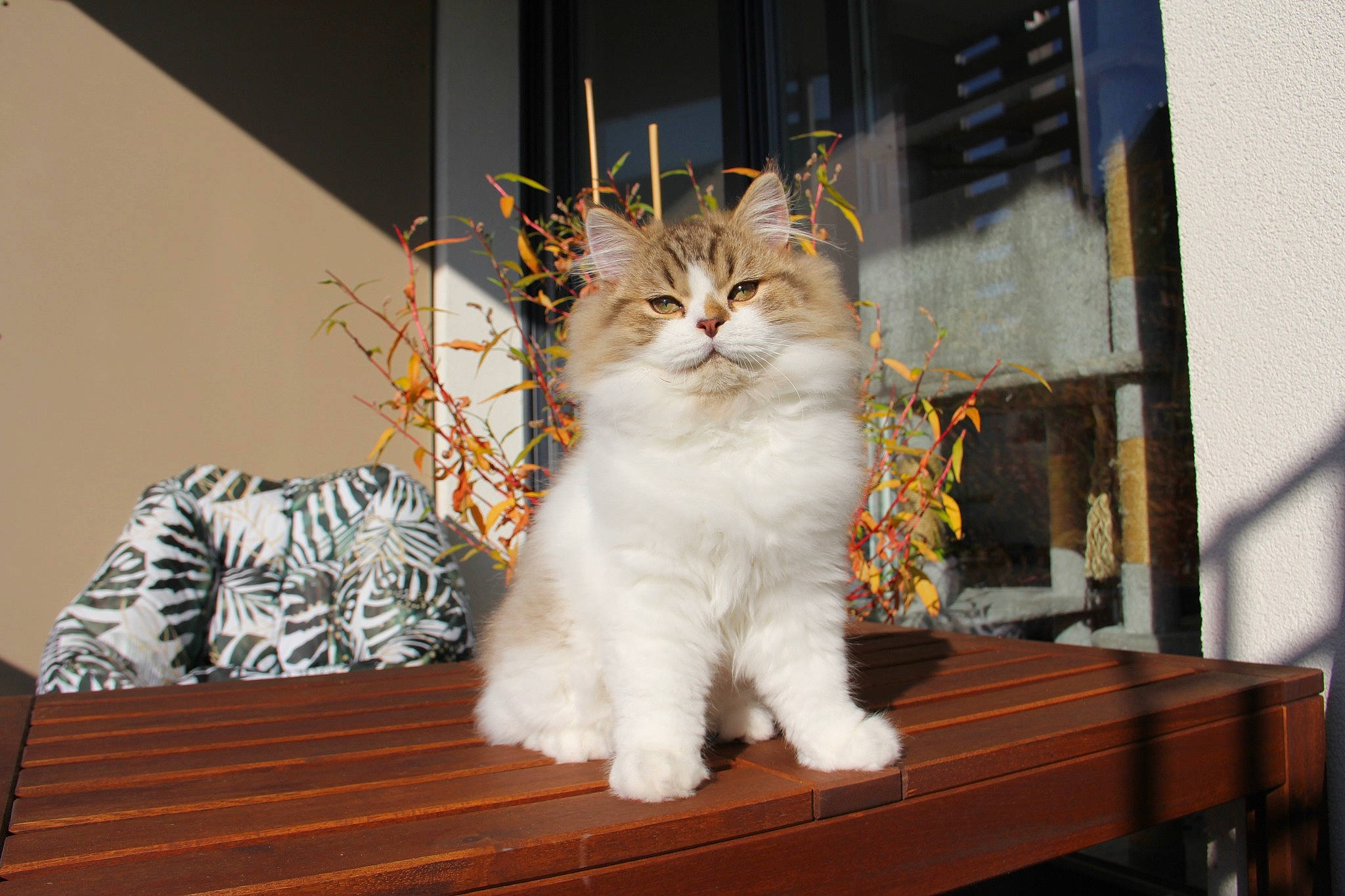 Slash a rejoint le concours — aidez-le/la à gagner de superbes lots ! carnivore, cat, domestic_short_haired_cat, door, event, fawn, felidae, fur, hardwood, paw, plant, sitting, small_to_medium_sized_cats, table, tail, whiskers, window, wood