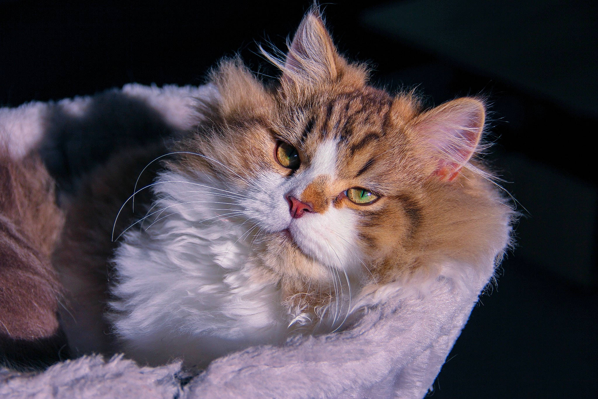 Slash a rejoint le concours — aidez-le/la à gagner de superbes lots ! carnivore, cat, claw, domestic_short_haired_cat, felidae, fur, grass, paw, small_to_medium_sized_cats, snout, tail, tree, whiskers, wildlife