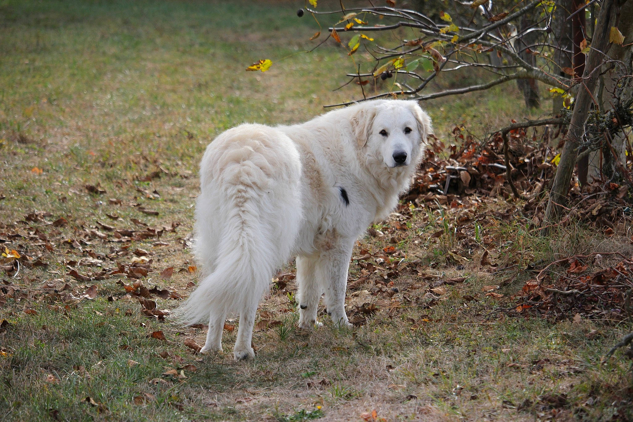 Radja participe au concours pour gagner de l'argent avec cette photo : aidi, akbash_dog, canidae, carnivore, dog, dog_breed, great_pyrenees, kuvasz, livestock_guardian_dog, mammal, maremma_sheepdog, polish_tatra_sheepdog, slovak_cuvac, sporting_group, vertebrate
