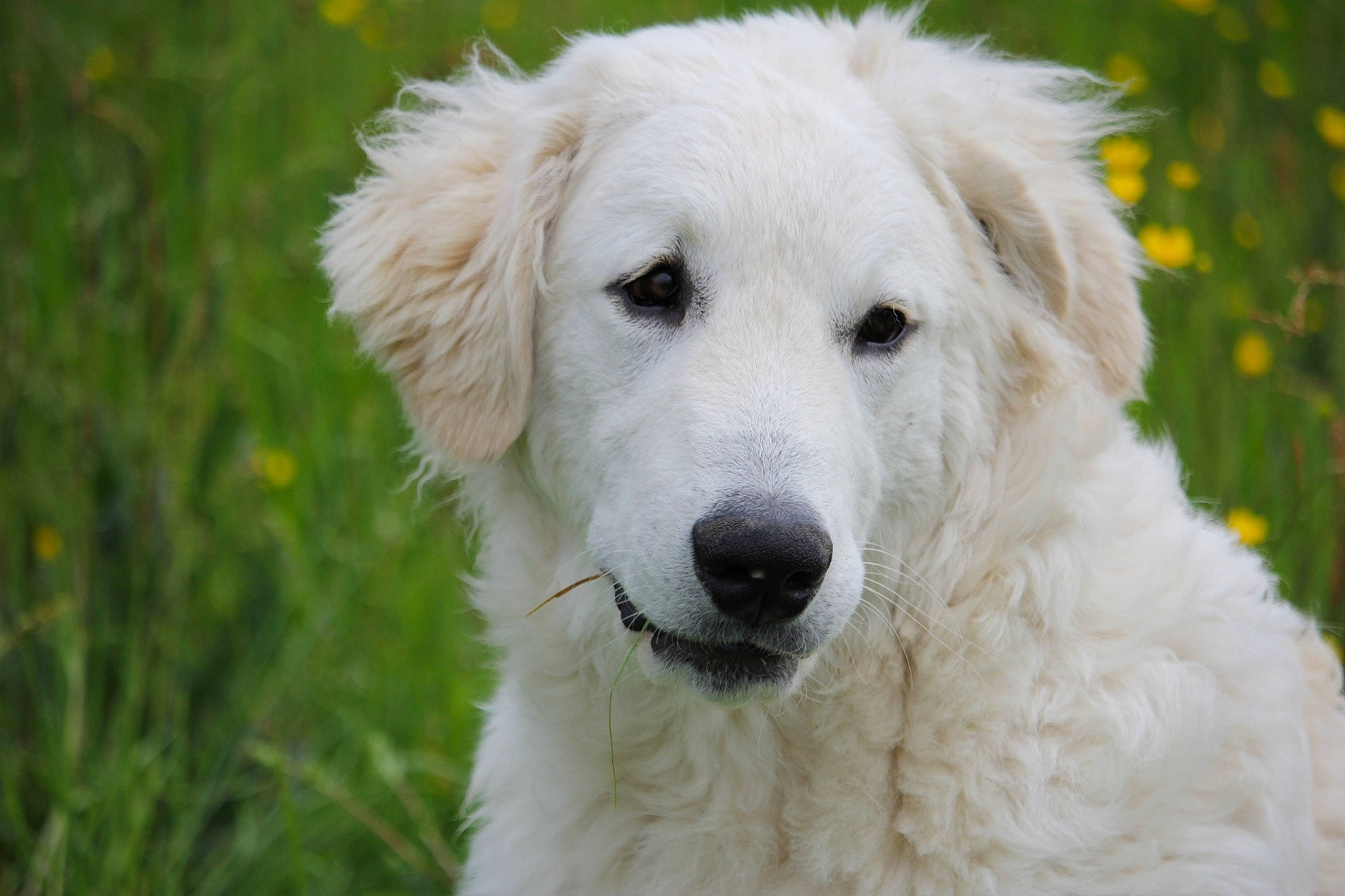 Radja a rejoint le concours — aidez-le/la à gagner de superbes lots ! akbash_dog, canidae, carnivore, companion_dog, dog, dog_breed, great_pyrenees, kuvasz, livestock_guardian_dog, mammal, maremma_sheepdog, polish_tatra_sheepdog, rare_breed_dog, slovak_cuvac, sporting_group, vertebrate, working_dog