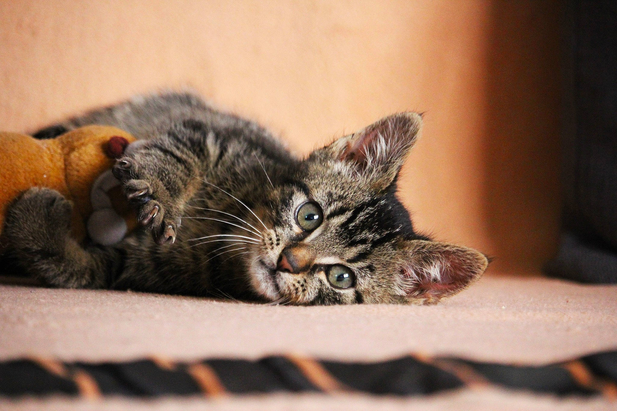 Khéops a rejoint le concours — aidez-le/la à gagner de superbes lots ! asian, carnivore, cat, claw, domestic_short_haired_cat, dragon_li, ear, european_shorthair, eye, felidae, fur, kitten, mammal, paw, pixie_bob, polydactyl_cat, skin, small_to_medium_sized_cats, tabby_cat, whiskers