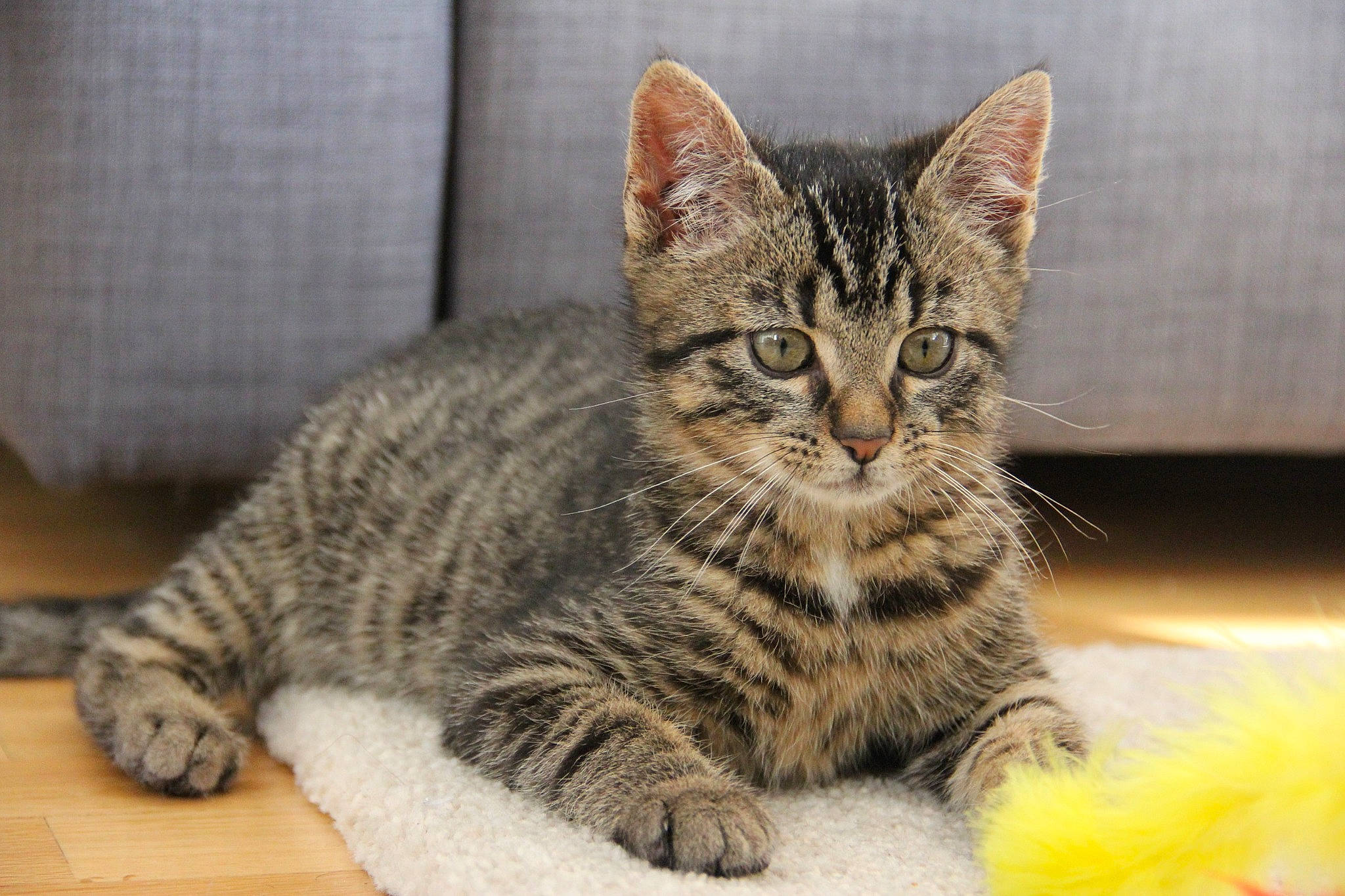 Khéops a rejoint le concours — aidez-le/la à gagner de superbes lots ! american_bobtail, american_shorthair, american_wirehair, arabian_mau, asian, australian_mist, california_spangled, carnivore, cat, domestic_short_haired_cat, dragon_li, european_shorthair, felidae, kitten, mammal, pixie_bob, small_to_medium_sized_cats, tabby_cat, vertebrate, whiskers