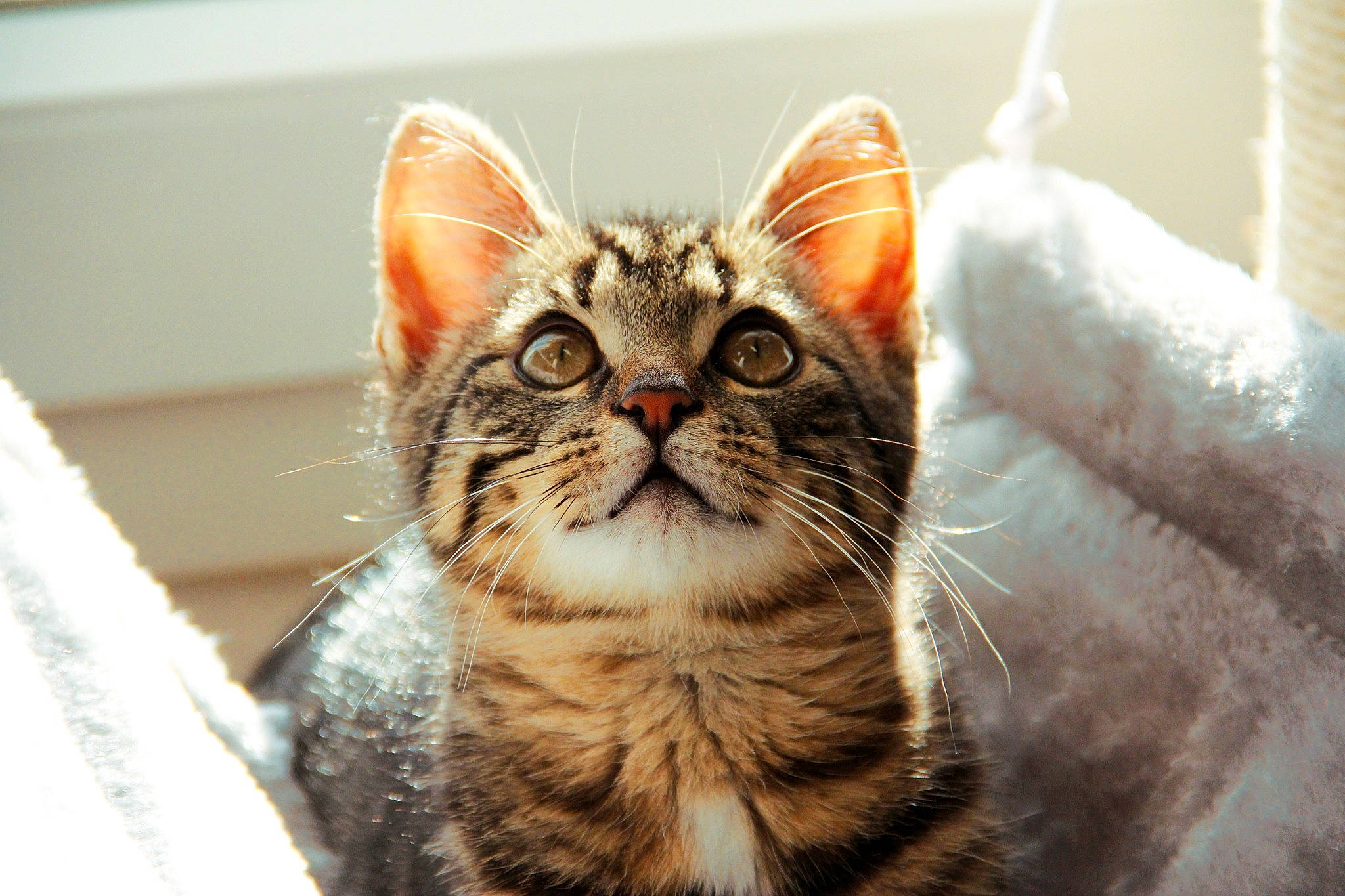 Khéops participe au concours pour gagner de l'argent avec cette photo : american_shorthair, american_wirehair, asian, california_spangled, carnivore, cat, close_up, domestic_short_haired_cat, dragon_li, european_shorthair, eye, felidae, kitten, mammal, small_to_medium_sized_cats, snout, tabby_cat, toyger, vertebrate, whiskers