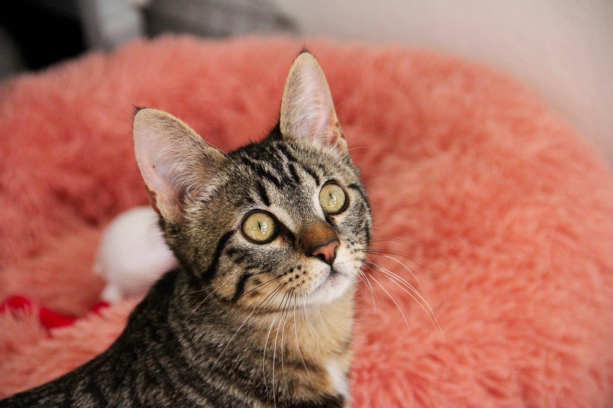 Khéops a rejoint le concours — aidez-le/la à gagner de superbes lots ! american_shorthair, american_wirehair, asian, australian_mist, california_spangled, carnivore, cat, domestic_short_haired_cat, dragon_li, european_shorthair, eye, felidae, german_rex, mammal, ocicat, small_to_medium_sized_cats, snout, tabby_cat, vertebrate, whiskers