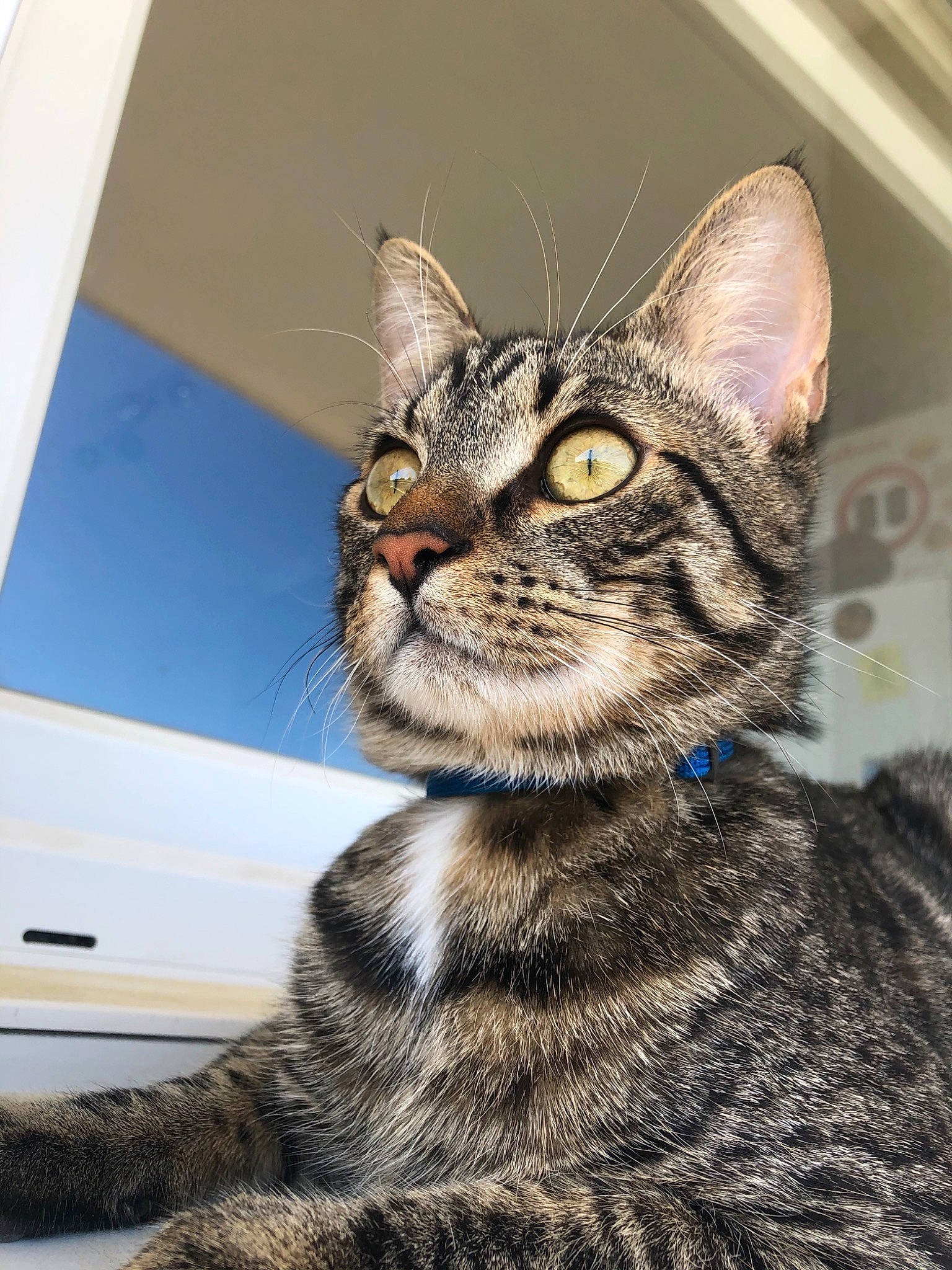 Khéops participe au concours pour gagner de l'argent avec cette photo : american_shorthair, american_wirehair, asian, california_spangled, carnivore, cat, domestic_short_haired_cat, dragon_li, egyptian_mau, european_shorthair, eye, felidae, kitten, mammal, small_to_medium_sized_cats, snout, tabby_cat, toyger, vertebrate, whiskers