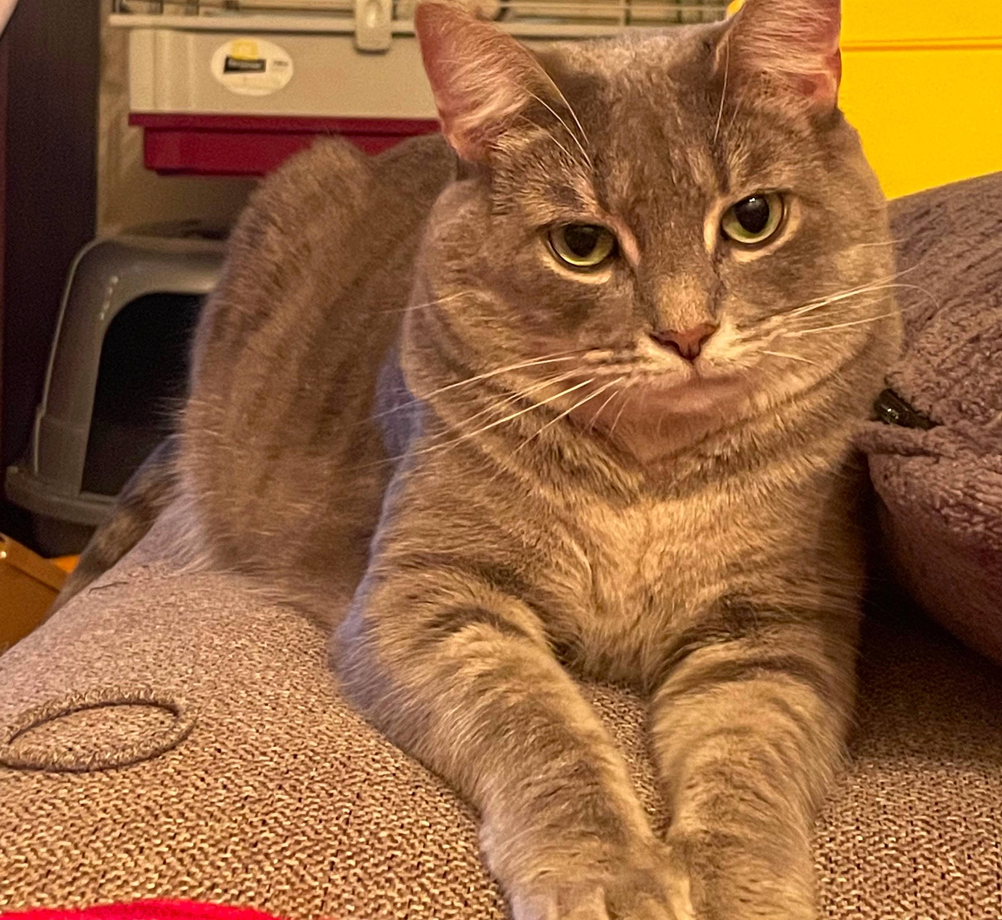 Mercury is registered to the contest to win money with this photo: carnivore, cat, claw, comfort, domestic_short_haired_cat, eye, felidae, fur, home_appliance, paw, sitting, small_to_medium_sized_cats, snout, tail, whiskers, window